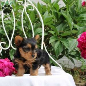 Lily, Yorkie Puppy